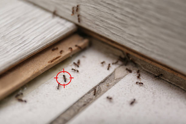 Best Residential Pest Control  in Indian Springs Village, AL