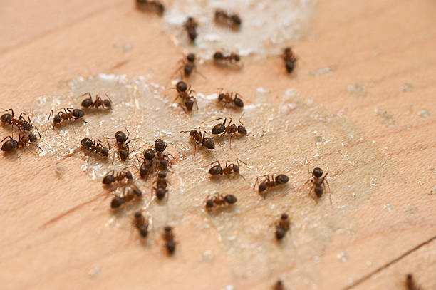 Best Termite Control Services  in Indian Springs Village, AL