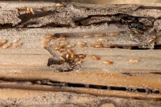 Wildlife Control Services in Indian Springs Village, AL